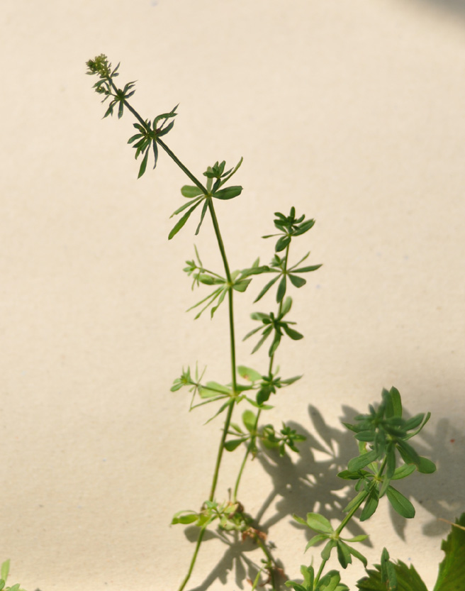 galium sylvaticum - caglio dei boschi